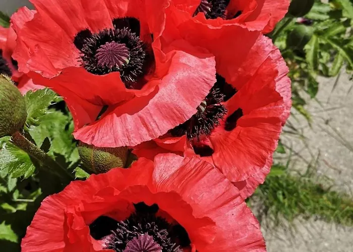 4 Bettwohnung By Interhome * 锡尔斯玛丽亚